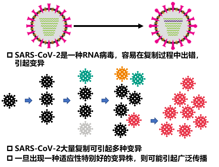 日本疫情缓解原因引关注，病毒变异与传播有何关联？