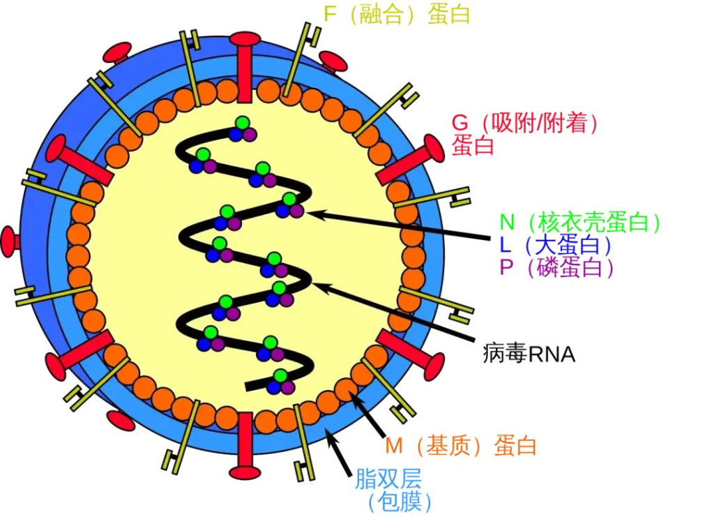 印度出现尼帕病毒疫情，专家：不是新敌人，无需恐慌但应保持敬畏