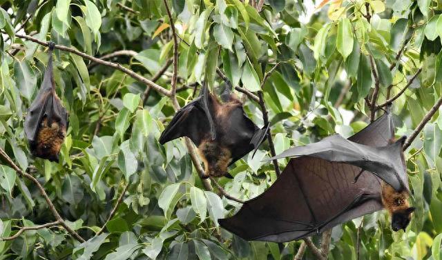 印度爆发致命的尼帕病毒。两名护士被一名已故患者感染。没有有效的治疗方法