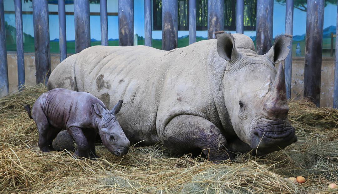 青岛疫情溯源重大发现：冷链食品外包装分离出新冠活病毒