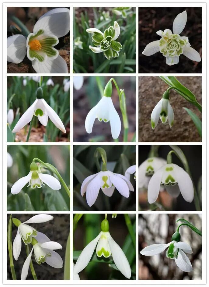 米兰冬奥会吉祥物弗洛:独具特色的伙伴形象及重生寓意