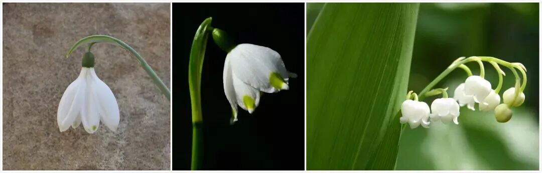 米兰冬奥会吉祥物弗洛:独具特色的伙伴形象及重生寓意