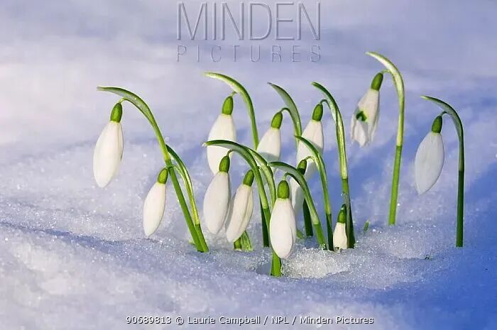 米兰冬奥会吉祥物弗洛:独具特色的伙伴形象及重生寓意