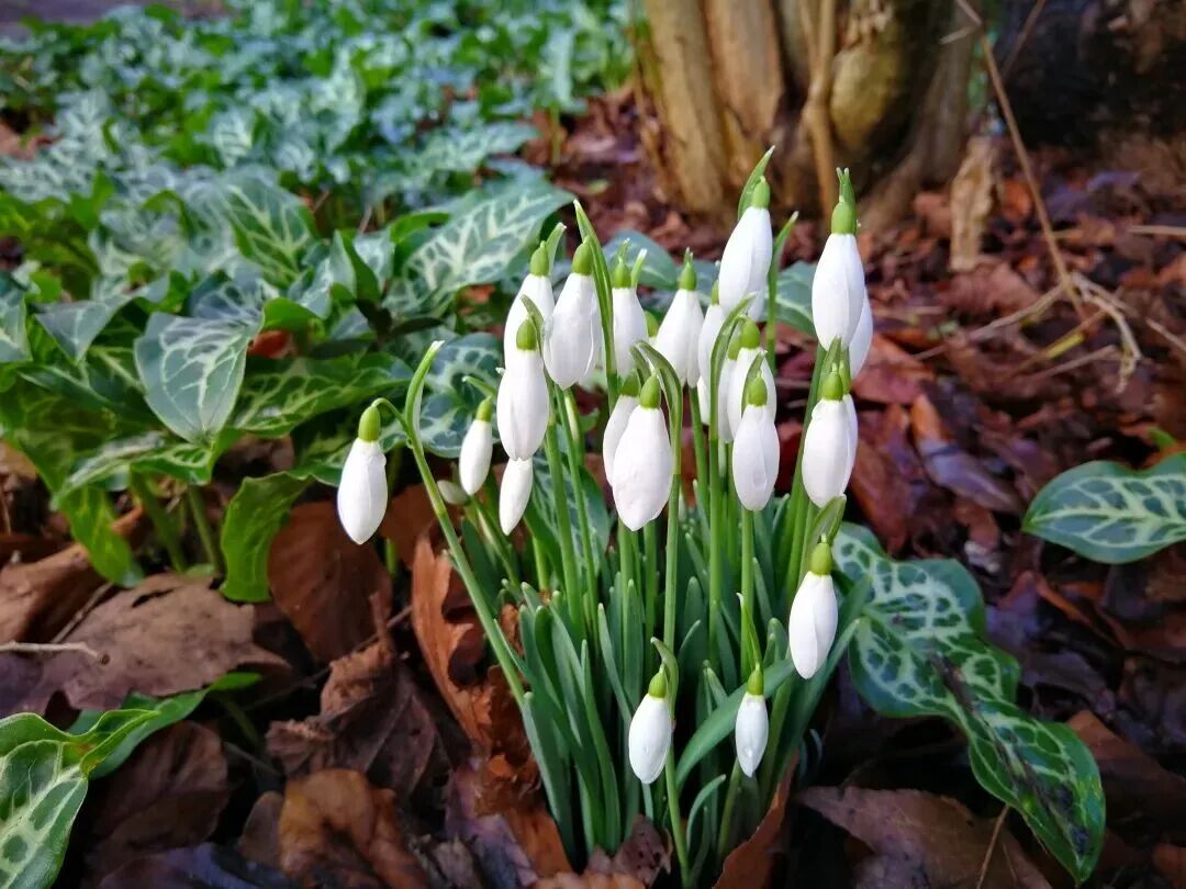 米兰冬奥会吉祥物弗洛:独具特色的伙伴形象及重生寓意