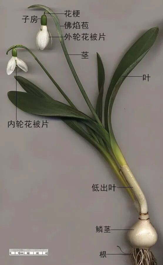 米兰冬奥会吉祥物弗洛:独具特色的伙伴形象及重生寓意