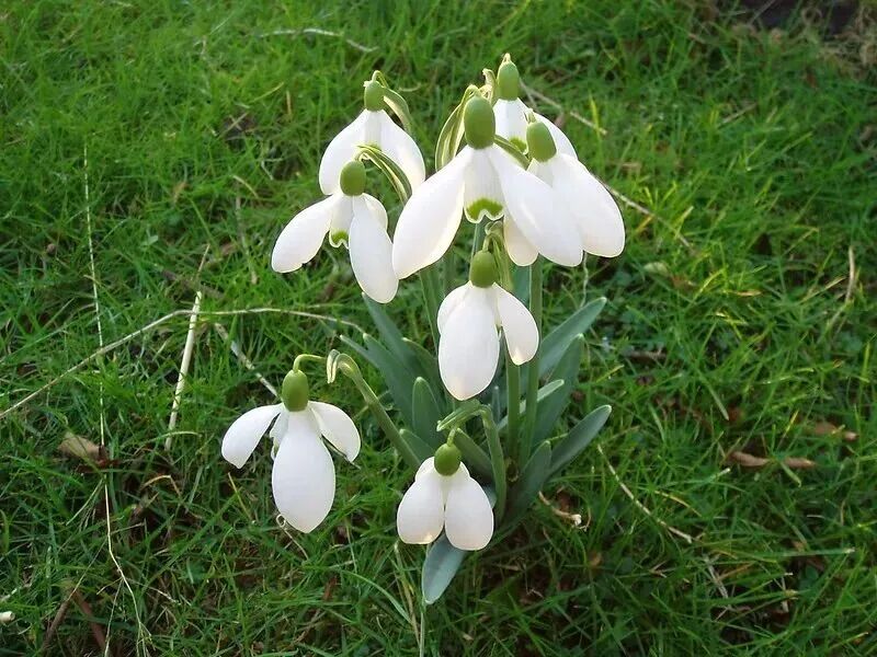 米兰冬奥会吉祥物弗洛:独具特色的伙伴形象及重生寓意